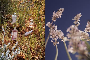 L'OCCITANE歐舒丹「白薰衣草限量香氛系列」