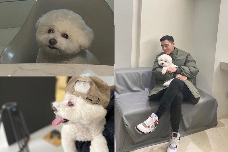 毛小孩 比熊犬 朴敘俊 辛巴｜美周報