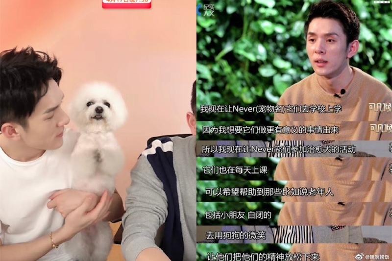 毛小孩 狗狗　李佳琦 Never ｜美周報