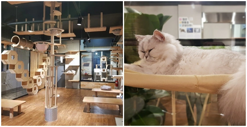 Cafe the zoo|美周報