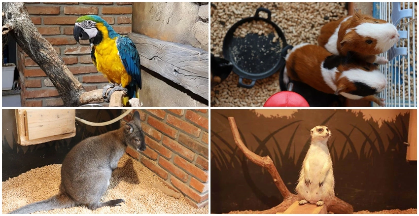 小動物咖啡廳|美周報