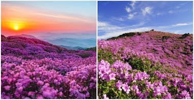 陜川黃梅山躑躅節｜美周報