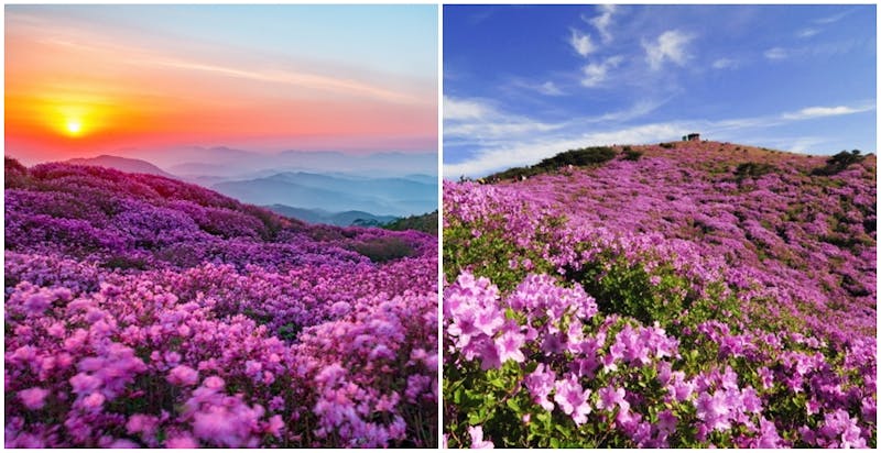 陜川黃梅山躑躅節｜美周報