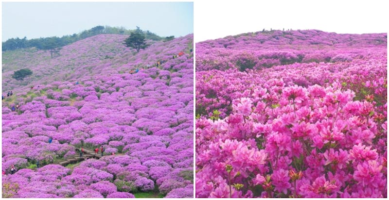 韓國5月賞花｜美周報