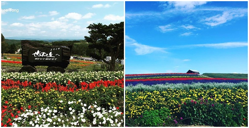 北海道賞花|美周報