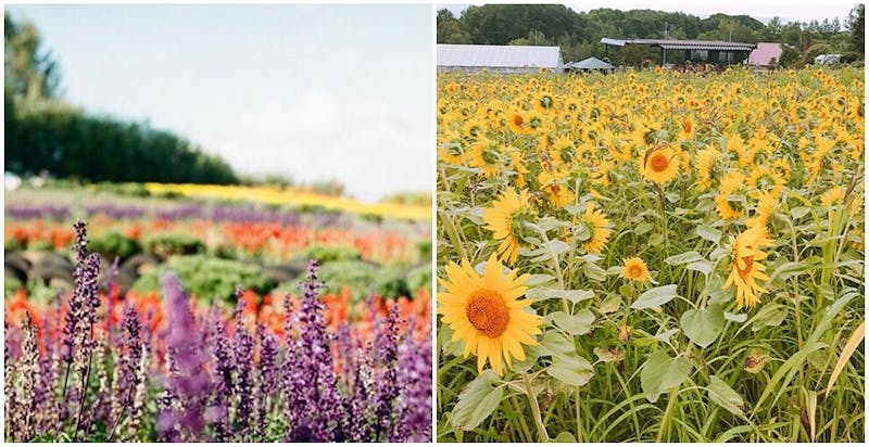 北海道賞花景點｜美周報