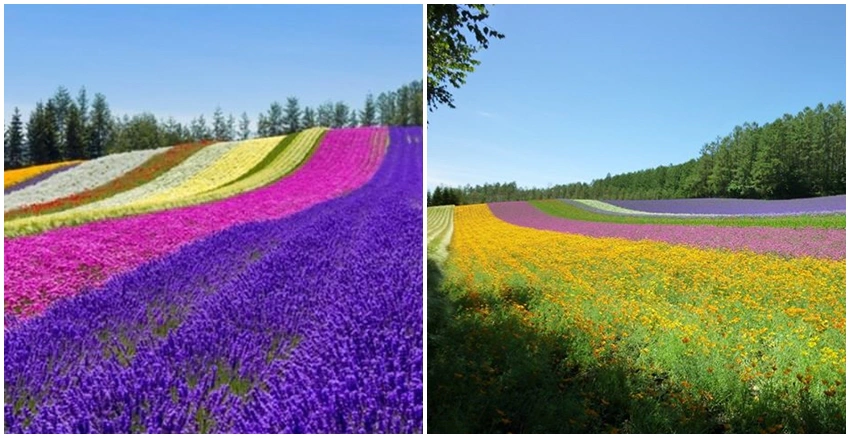 北海道富良野賞花|美周報
