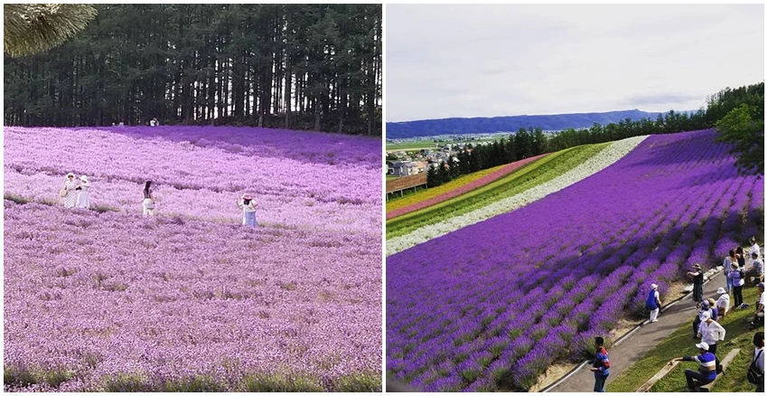 2019北海道薰衣草|美周報