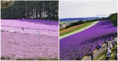 2019北海道薰衣草｜美周報