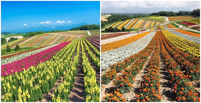 夏季日本賞花|美周報