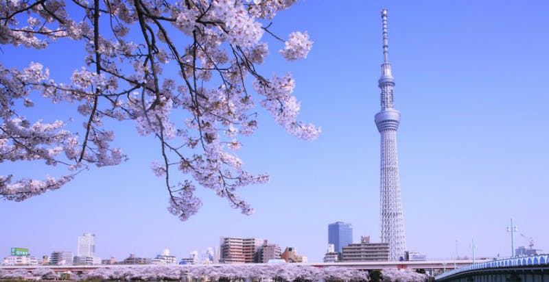 東京賞櫻花私房景點｜美周報