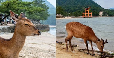 美周報｜鹿 宮島