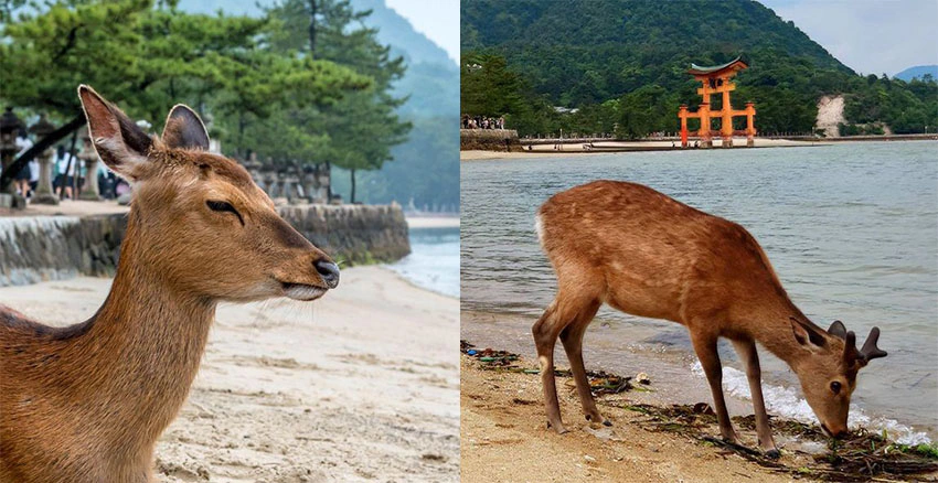 美周報|鹿 宮島