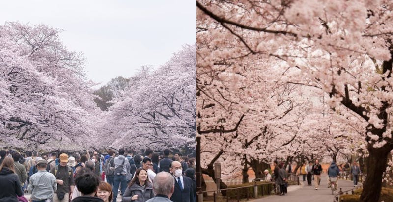 日本賞櫻攻略　東京上野公園｜美周報