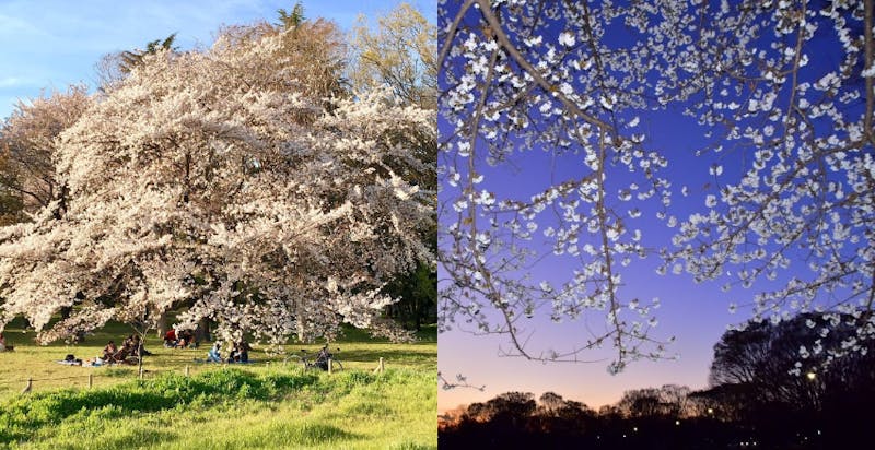 日本賞櫻攻略　小金井公園｜美周報