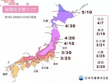 日本賞櫻攻略｜美周報