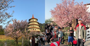 賞櫻景點推薦　天元宮後山｜美周報