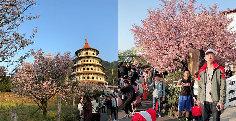 賞櫻景點推薦　天元宮後山｜美周報