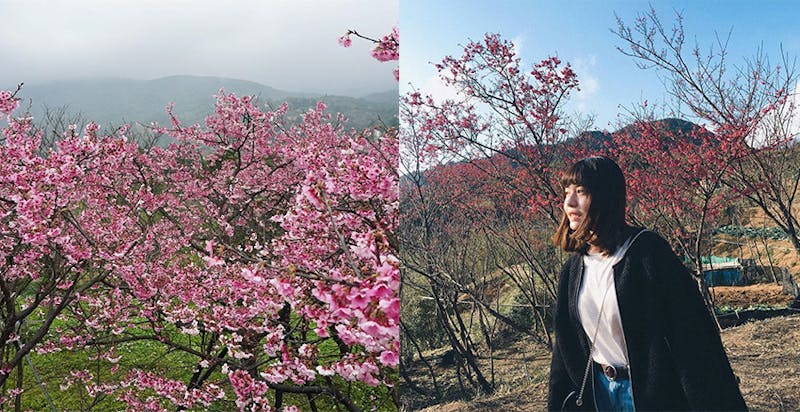 賞櫻景點推薦　平菁街櫻花步道｜美周報