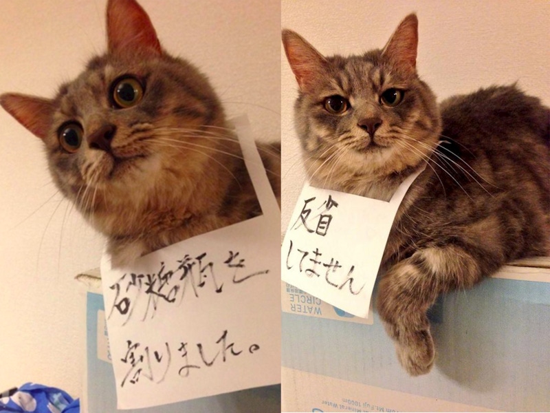 美周報｜貓主人