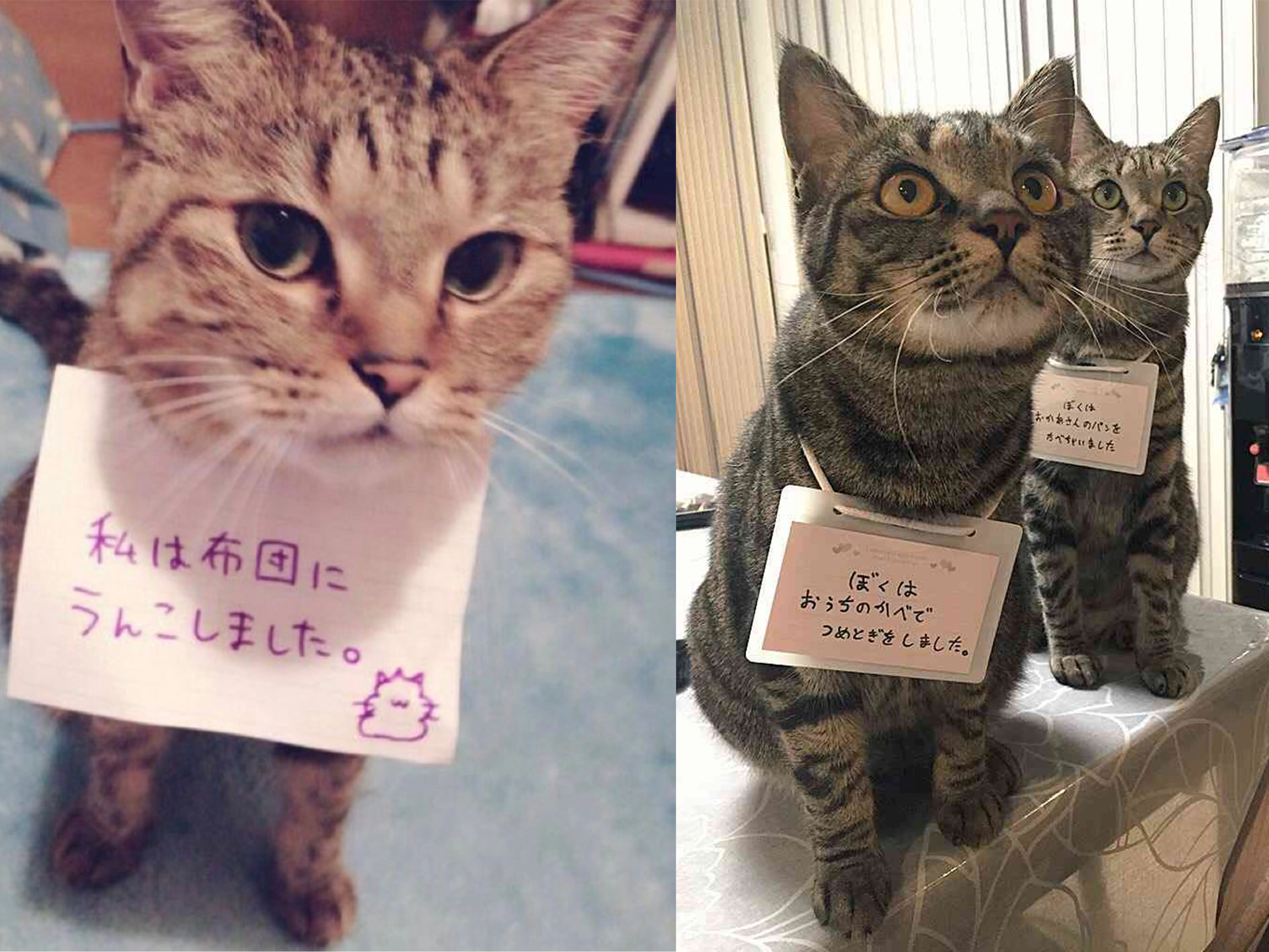 確定有認真反省 為了讓貓主子認罪 日本鏟屎官竟然使出這一招 毛小孩特輯