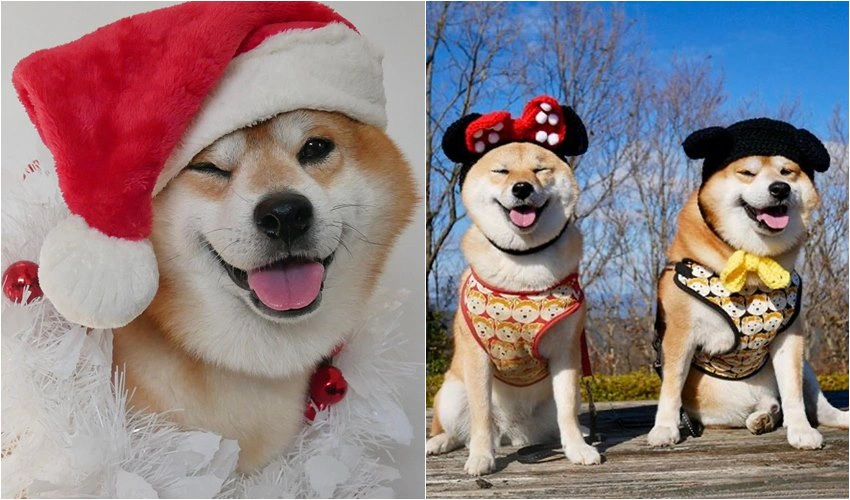 毛小孩特輯 寵物 毛小孩 柴柴 柴犬 日本柴犬｜美周報