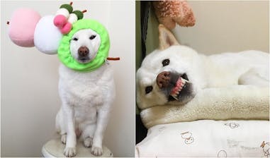 毛小孩特輯 寵物 毛小孩 柴柴 柴犬 日本柴犬｜美周報