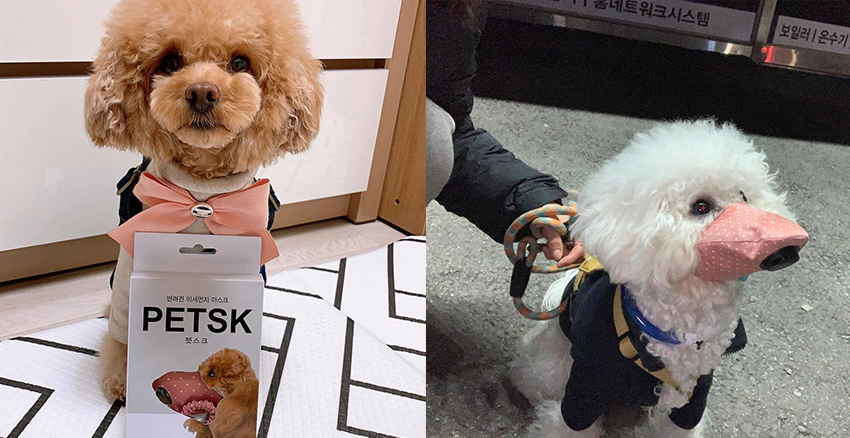 生活小物推薦 毛小孩 口罩 寵物口罩 PETSK|美周報\