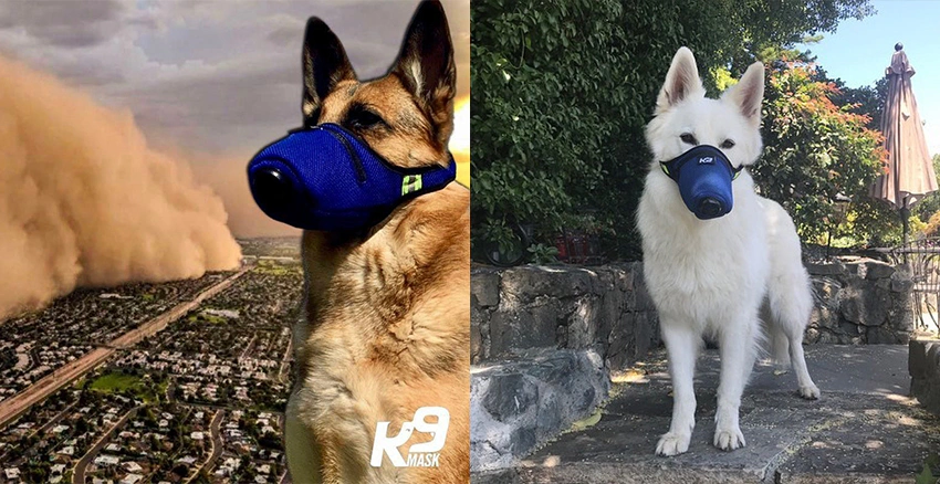生活小物推薦 毛小孩 口罩 寵物口罩 k9mask|美周報