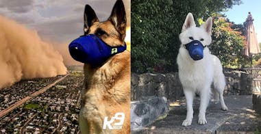 生活小物推薦 毛小孩 口罩 寵物口罩 k9mask｜美周報