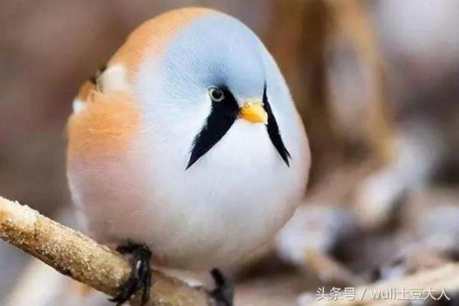 美周報|鳥