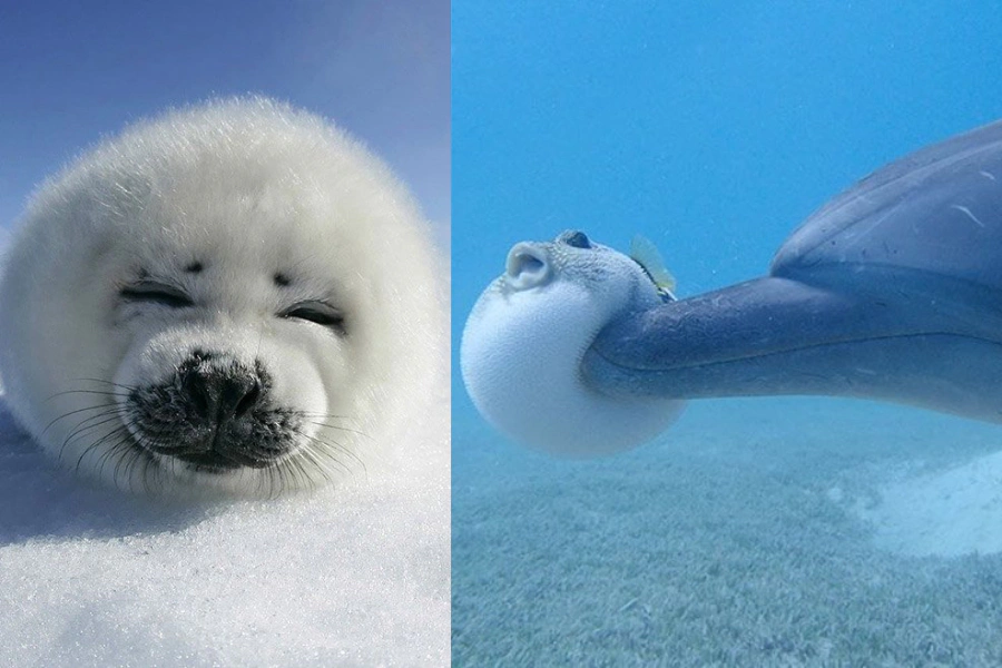 美周報|海洋生物