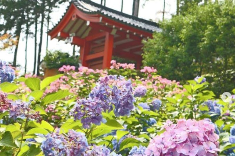 美周報｜京都三室戶寺