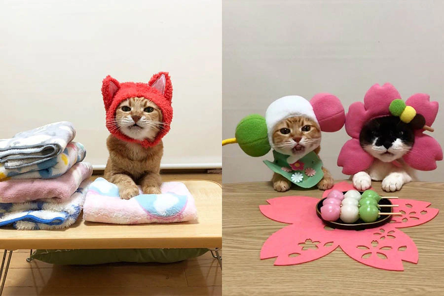 貓咪 貓奴必追 喵星人 ig帳號|美周報