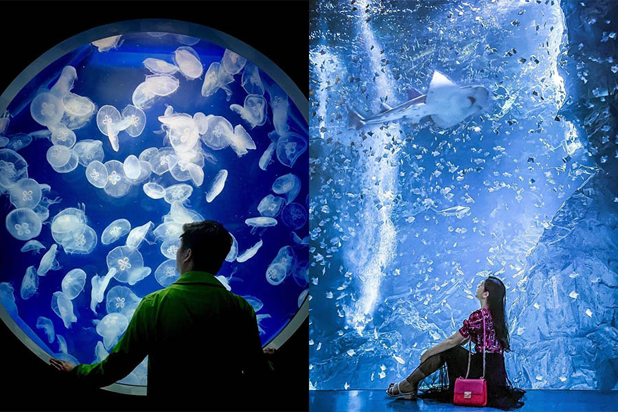 水族館 X park 桃園景點推薦｜美周報