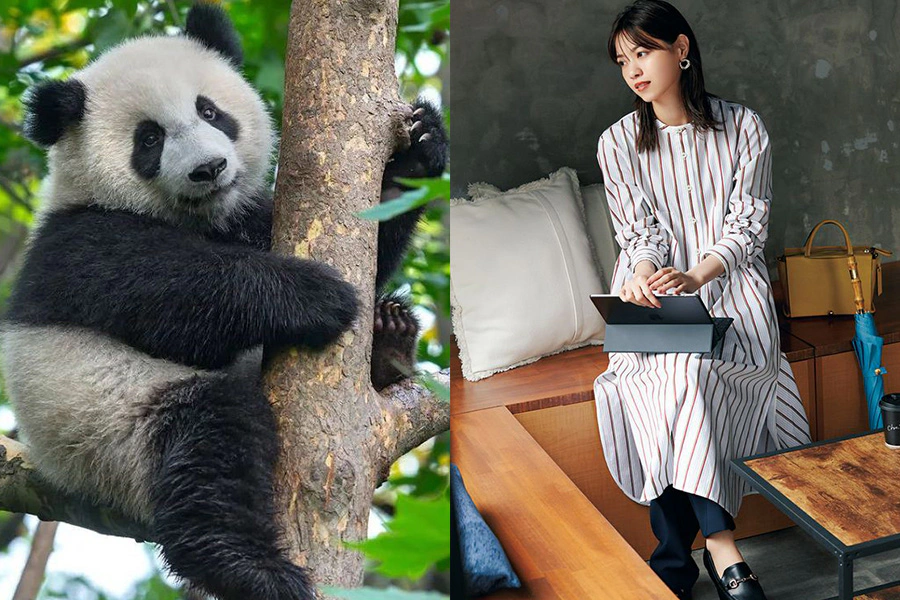 職場性格心理測驗 代表動物－熊貓型｜美周報