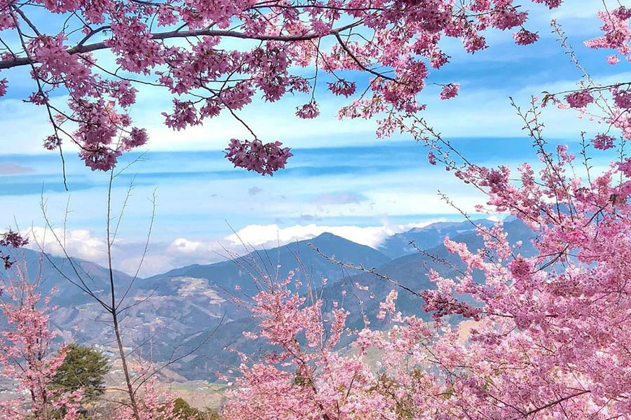#賞櫻景點推薦|福壽山農場千櫻園|美周報