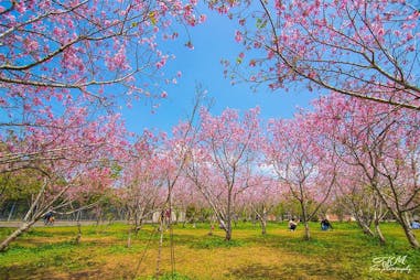 #賞櫻景點推薦｜月湖莊園｜美周報