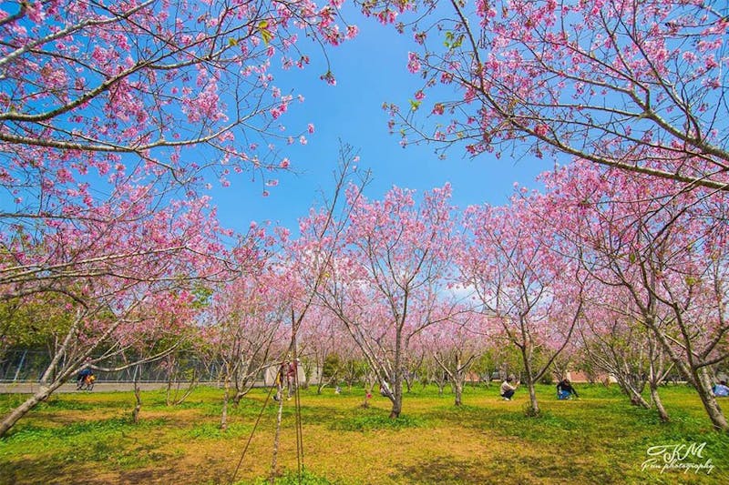 #賞櫻景點推薦｜月湖莊園｜美周報