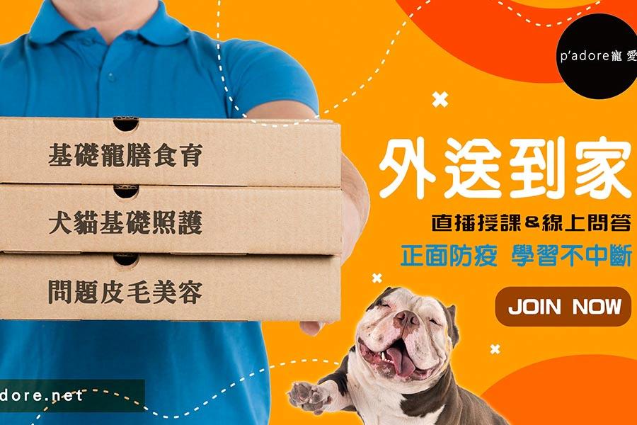 線上課程推薦|一堂課就會 毛孩健康生活系列課程|美周報