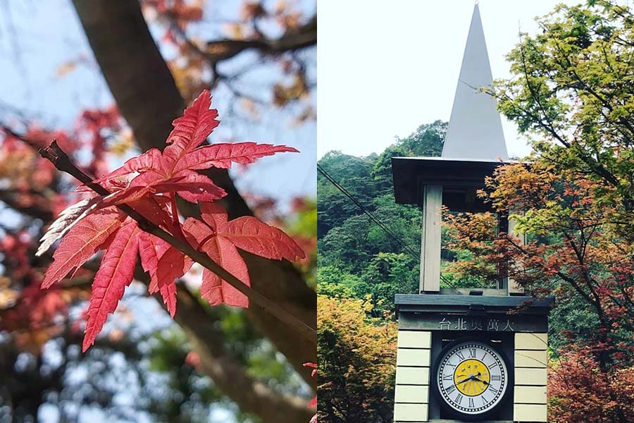 秋季景點推薦，台北陽明山奧萬大