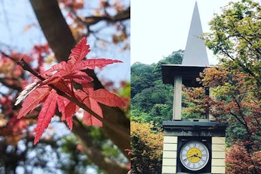 秋季景點推薦，台北陽明山奧萬大