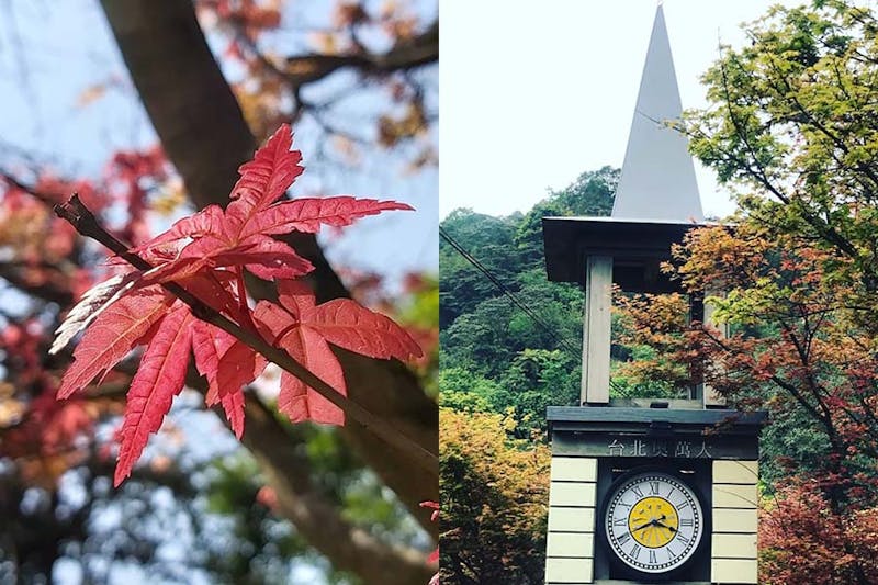 秋季景點推薦，台北陽明山奧萬大