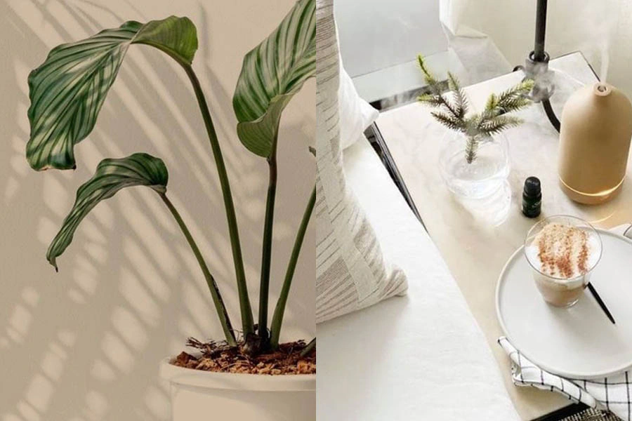 年橋打掃小技巧。綠植物功效