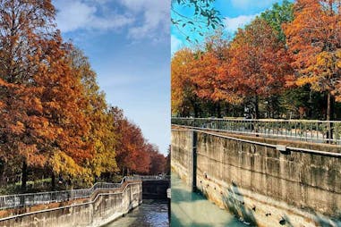 落羽松景點 雲林水圳落羽松