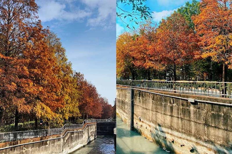 落羽松景點 雲林水圳落羽松