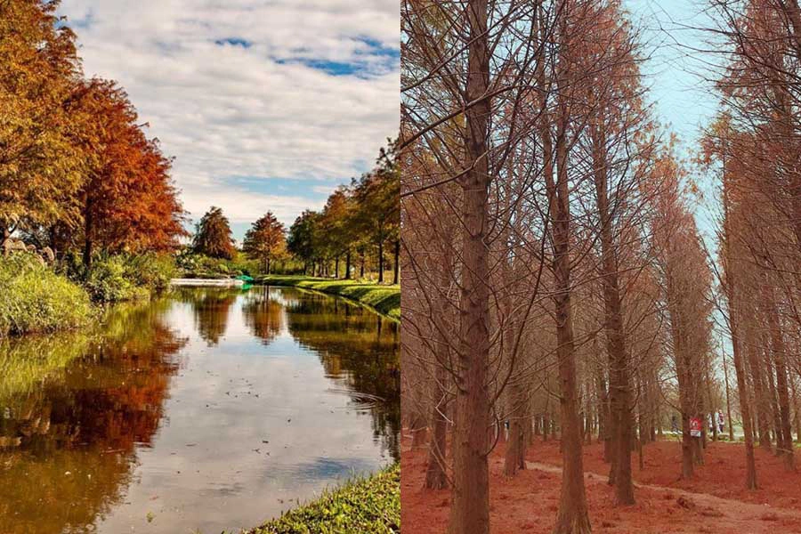 落羽松景點