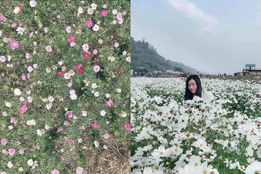 花季推薦 台中 外埔忘憂谷 油菜花、波斯菊、小雛菊