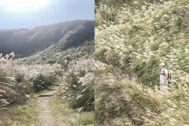 花季推薦 台北 陽明山 擎天崗芒草季 芒花