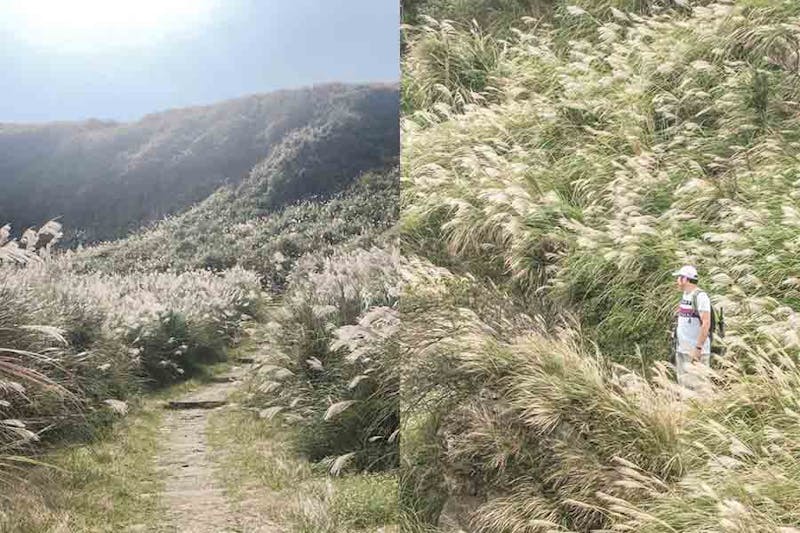 花季推薦 台北 陽明山 擎天崗芒草季 芒花